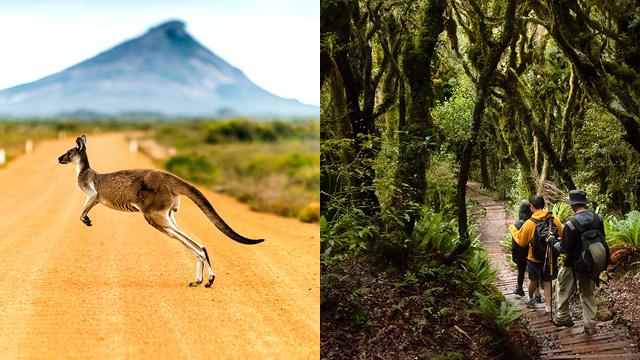 左图:两个徒步旅行者在新西兰的森林小径上。右图:一只袋鼠过马路